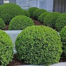 Wintergreen Boxwood | Extra Large 3 Gallon Plants | Dense, Evergreen Shrub, Ideal for Decorative Hedges, Topiary Art & Landscape Borders, Cold Hardy & Drought Tolerant (3 Plants)