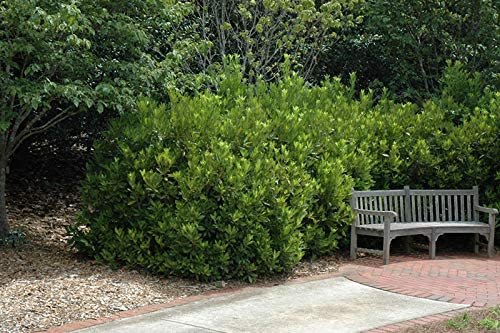 Anise Forest Green - Live Plants - Illicium Parviflorum - Shade Loving Evergreen Hedge