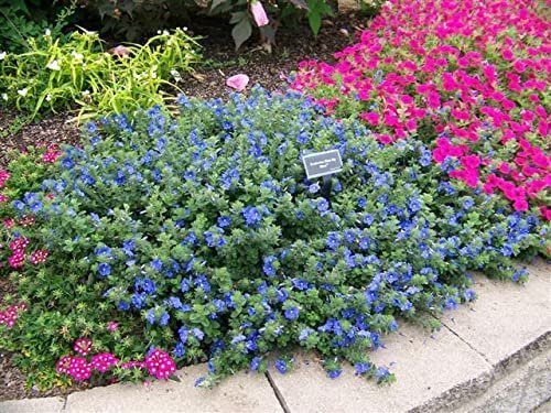 Blue Daze | Large Gallon Size Plants | Evolvulus Glomerata | Low Maintenance Drought Tolerant Blooming Groundcover