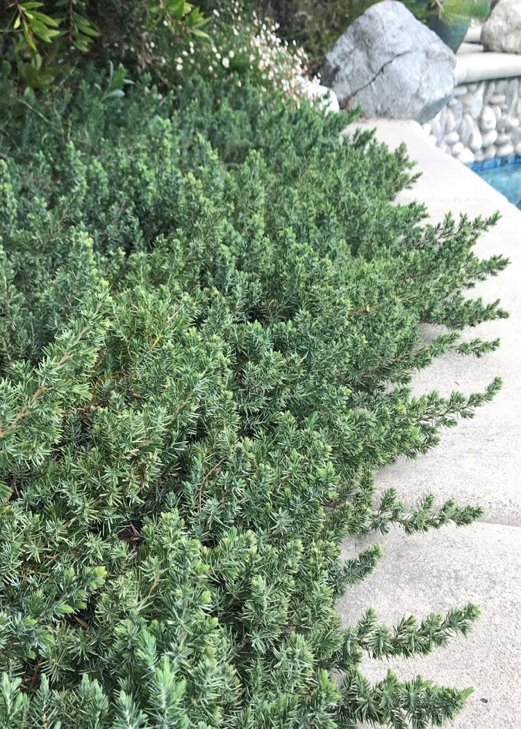 Blue Pacific Juniper | Extra Large 3 Gallon Plants | Live Fast-Growing Ground Cover Shrub, Drought-Tolerant, Low-Maintenance Landscaping Plant (2 Plants)