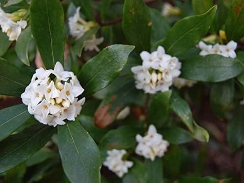 Fragrant Tea Olive Shrub | Extra Large 3 Gallon Plants | Osmanthus Fragrans