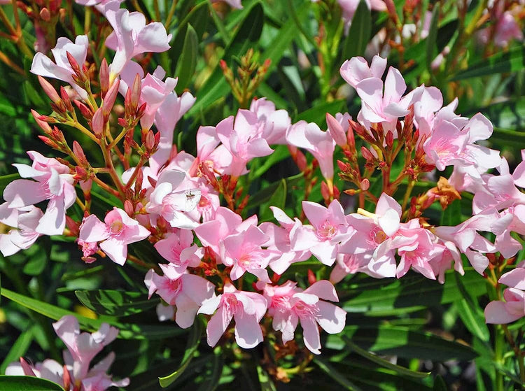 Oleander Petite Pink | Live Plants | Nerium | Compact Dwarf Evergreen Shrub