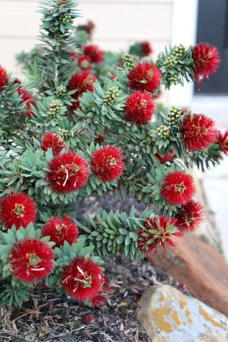 Little John Dwarf Bottlebrush | Large Gallon Size Plants | Callistemon