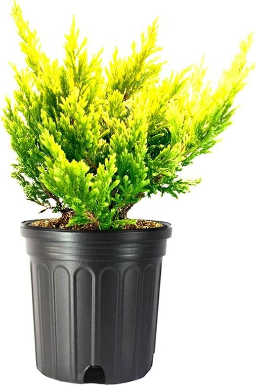 Lime Glow Juniper | Live Gallon Size Plants | Juniperus Horizontalis | Cold Hardy Drought Tolerant Evergreen Groundcover