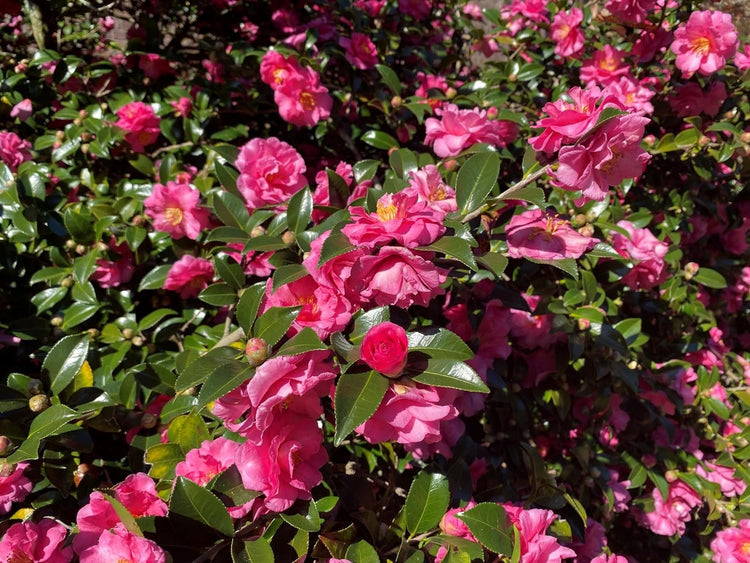 Camellia Sasanqua Shi-Shi I Extra Large 3 Gallon Plan | Pink Flowering Live Plant for Outdoor & Indoor Gardens, Compact Elegant Flowering Shrub for Vibrant Landscaping