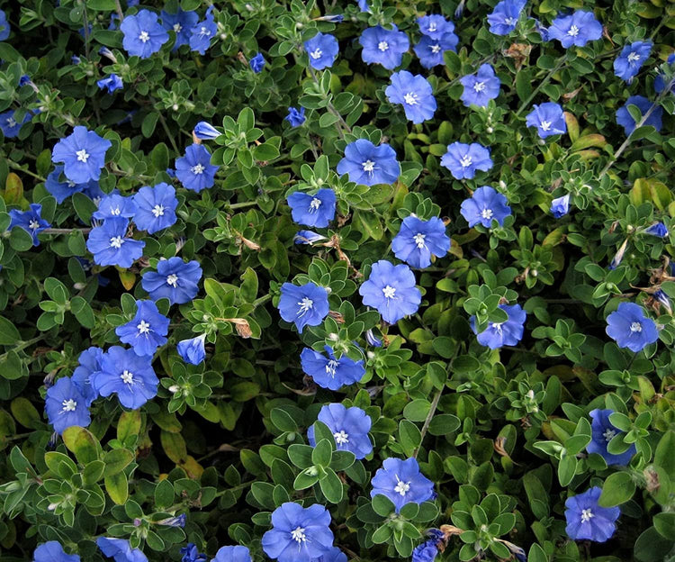 Blue Daze | Live Plants | Evolvulus Glomerata, Low Maintenance