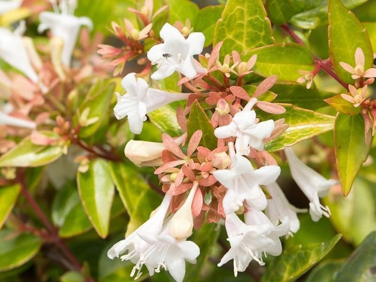 Abelia Francis Mason | Extra Large 3 Gallon Plants | Vibrant & Variegated Foliage, Drought-Tolerant, Low-Maintenance Shrub, Perfect for Landscaping, Borders & Ornamental Gardens (2 Plants)