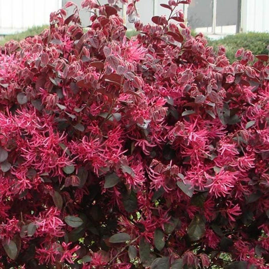 Loropetalum Red Chocolate I Live Plants I Chinese Fringe Flower I Deep Burgundy Foliage with Pink Flower Accents - Low-Maintenance, Drought-Resistant Shrub (10 Plants)