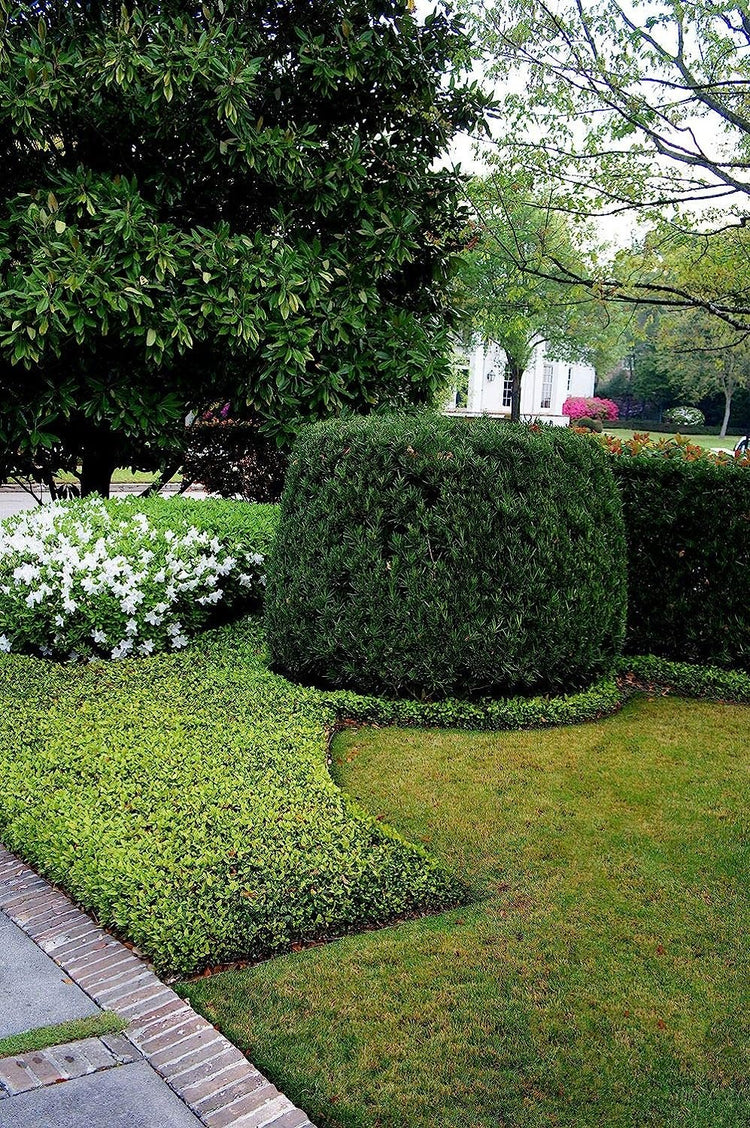 Asiatic Jasmine Minima - Live 4 Inch Plants - Trachelospermum Asiaticum - Drought Tolerant Cold Hardy Evergreen