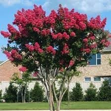 Crape Myrtle Dynamite Red | Extra Large 3 Gallon Plant | Vivid Red Blooms & Hardy Growth, Live Plant, Ornamental Shrub for Striking Garden Display