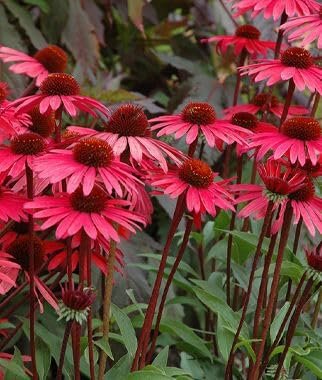 Echinacea 'Solar Flare' | Live Plants I Coneflower Striking Orange Bloom Perennial I Low-Maintenance I Ideal for Sunset Gardens (20 Plants)