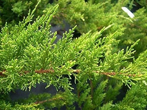 Sea Green Juniper - Live 4 Inch Pots - Juniperus Chinensis - Drought Tolerant Cold Hardy Evergreen Border Screening Plant