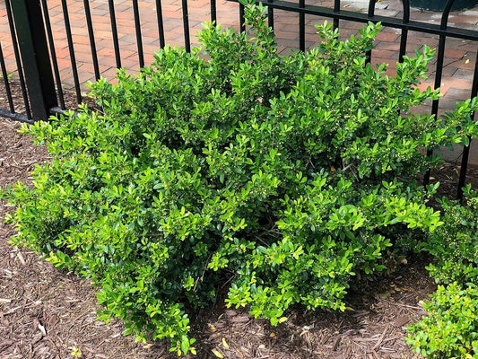 Hoogendoorn Holly Shrub I Live Plants I Ilex Crenata | Lustrous Evergreen for Hedging, Privacy Screens, and Decorative Accents (10 Plants)