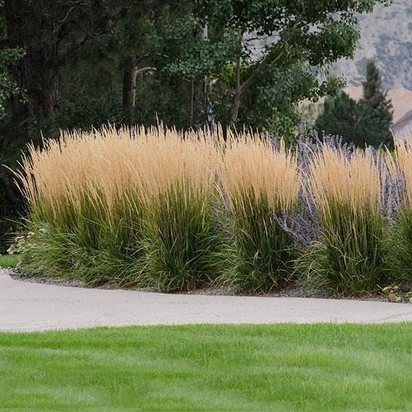 Feather Reed Grass Karl Foerster | Live Plants | Calamagrostis