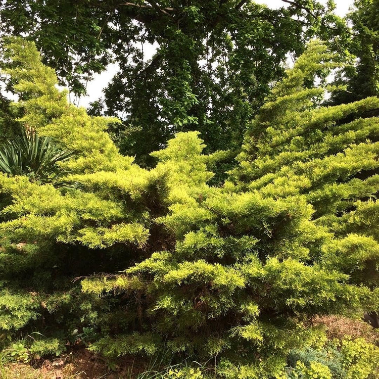 Gold Star Juniper | Live 4 Inch Pots | Juniperus Chinensis | Drought Tolerant Cold Hardy Evergreen Groundcover Plants