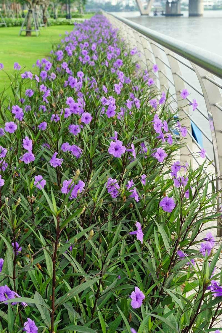 Mexican Petunia Purple I Large Gallon Size Plants I Ruellia Brittoniana | Live Vibrant Purple Flowers, Drought and Heat Tolerant, Ideal for Garden Borders and Container Planting (3 Plants)