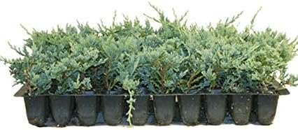 Blue Rug Juniper Qty 10 Live 2" Plants Evergreen Groundcover