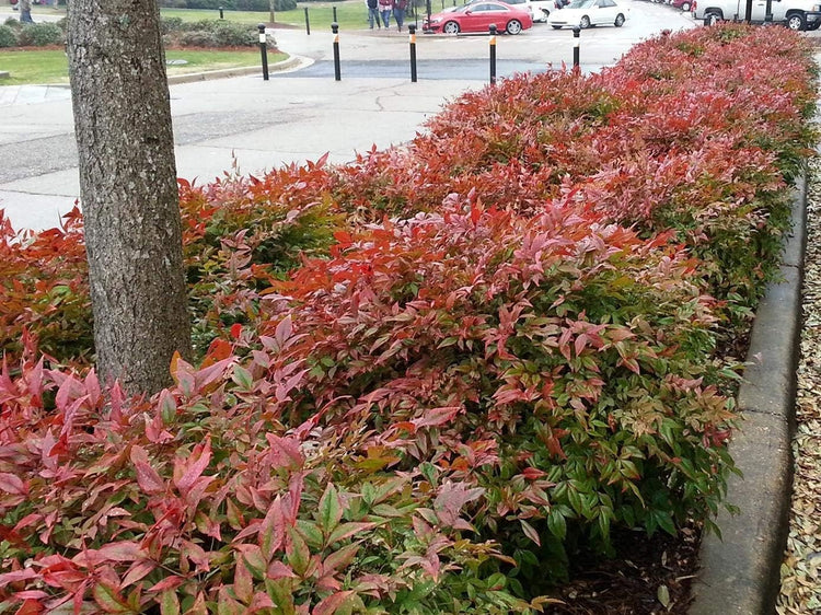 Firepower Heavenly Bamboo | Large Gallon Size Plant | Nandina Domestica | Brilliant Colorful Low Maintenance Foliage