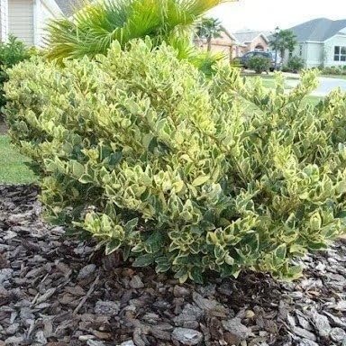 Ligustrum Japonicum Jack Frost Privet | Large Gallon Size Plant I Live Variegated, Fast-Growing, Evergreen Shrub for Stunning Ornamental Landscaping, Ideal for Privacy Hedges