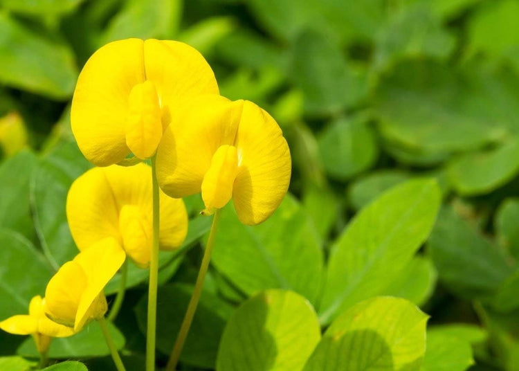 Ornamental Peanut Grass - Arachis Glabrata - Live Plants - 2" Pot Size - Fully Rooted Drought Tolerant Ground Cover