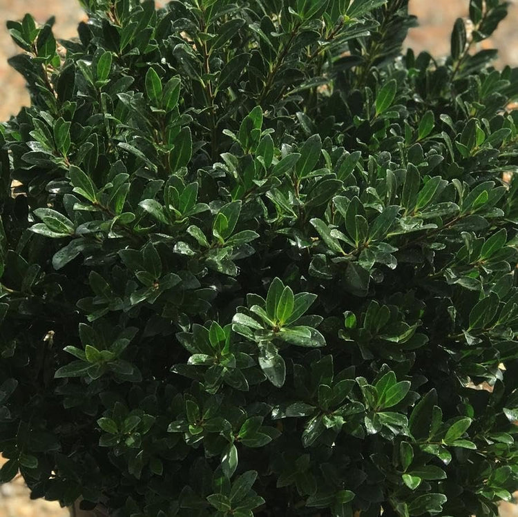 Hoogendoorn Holly Shrub I Live Plants I Ilex Crenata | Lustrous Evergreen for Hedging, Privacy Screens, and Decorative Accents (10 Plants)