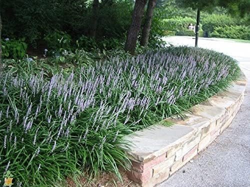 Super Blue Liriope Muscari - Live Plants - Evergreen Ground Cover Grass