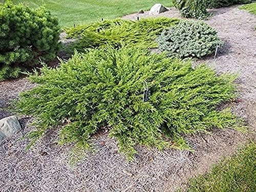 Juniper Monna Sierra Spreader | Live 4 Inch Pots | Juniperus Chinensis | Drought Tolerant Cold Hardy Evergreen Groundcover Plants