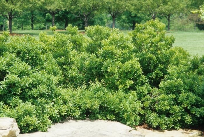 Wax Myrtle Don's Dwarf I Live Plants I Myrica Cerifera | Compact Evergreen Shrub with Aromatic Foliage, Ideal for Small Spaces, Hedges, & Landscape Accents (30 Plants)