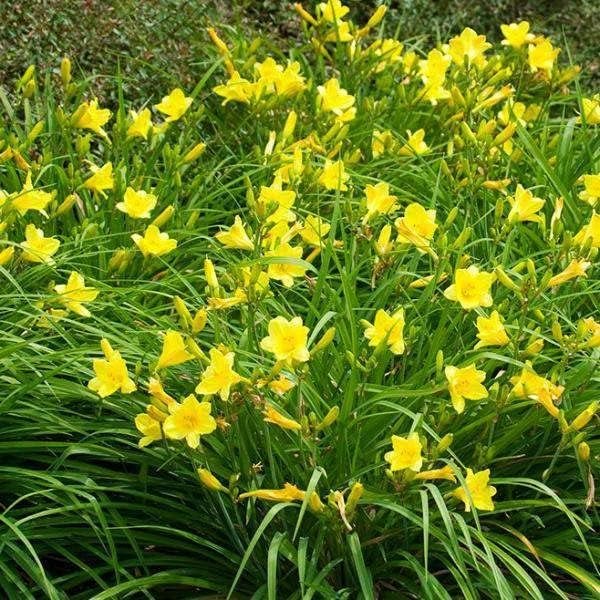 Daylily Happy Returns I Live 3 Inch Pots I Hemerocallis | Yellow Flowers | Perennial Garden Star, Easy-to-Grow for Continuous Floral Display (30 Plants)