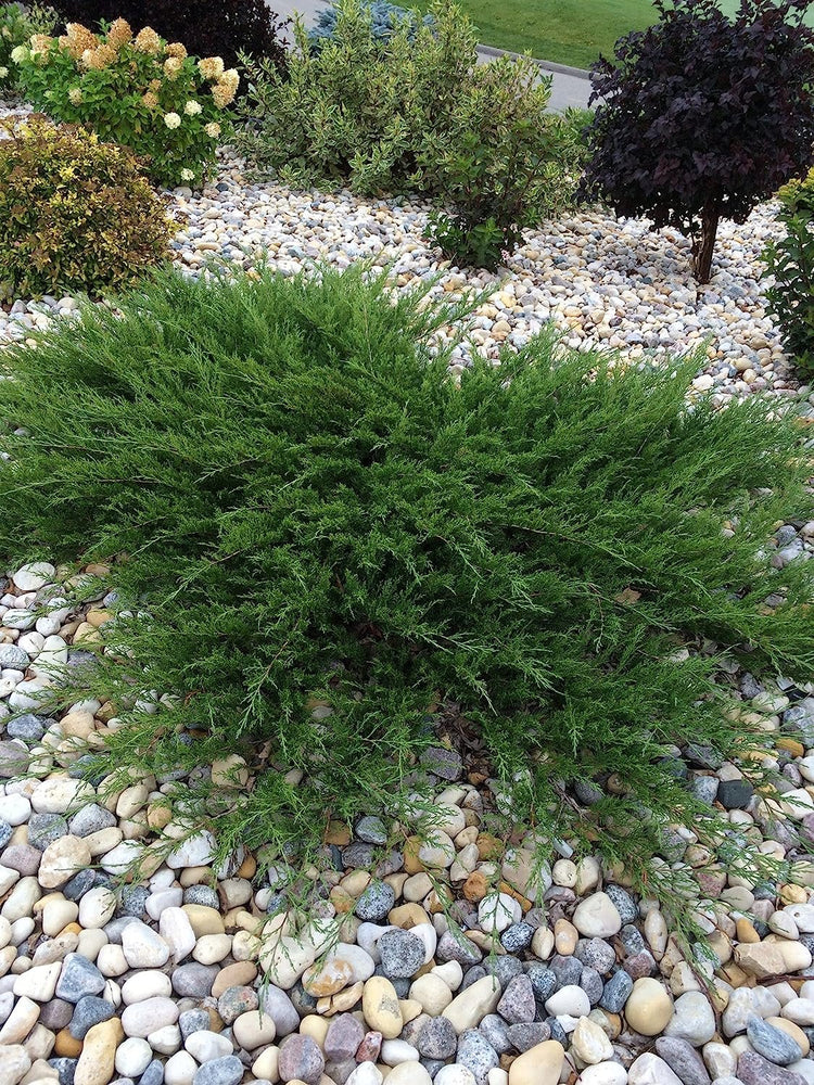 Juniper Calgary Carpet | Live 4 Inch Pots | Juniperus Sabina Monna | Drought Tolerant Cold Hardy Evergreen Groundcover Plants