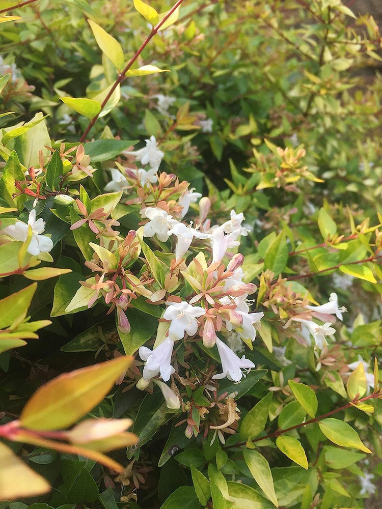 Abelia Grandiflora Francis Mason - Live Plants - Flowering Deer Resistant Butterfly Attracting Shrub