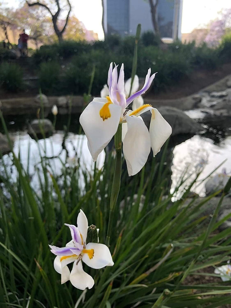 African Iris White | Large Gallon Size Plants | Dietes Iridioides | Low Maintenance Drought Tolerant Grass