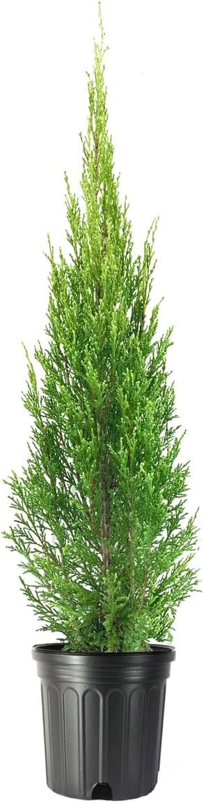 Medora Juniper | Live Gallon Size Plants | Perfect for Year-Round Landscaping, Privacy Screening, and Low Water Environments, Drought-Tolerant