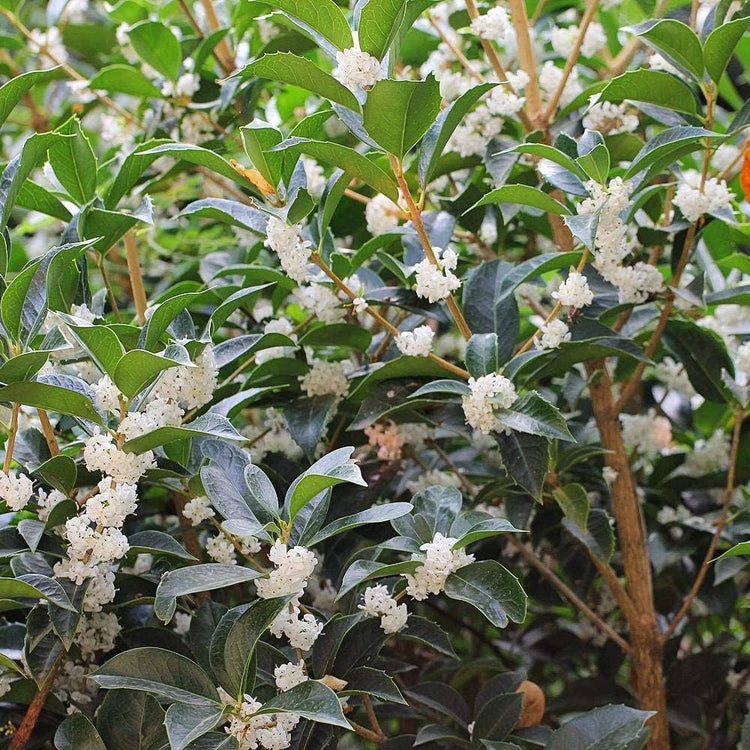 Fragrant Tea Olive Shrub | Extra Large 3 Gallon Plants | Osmanthus Fragrans