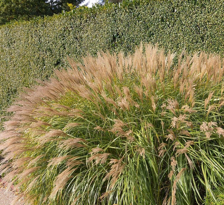 Adagio Maiden Grass | Live Plants | Micanthus Sinensis | Hardy Ornamental Grass Perfect for Landscaping and Gardening