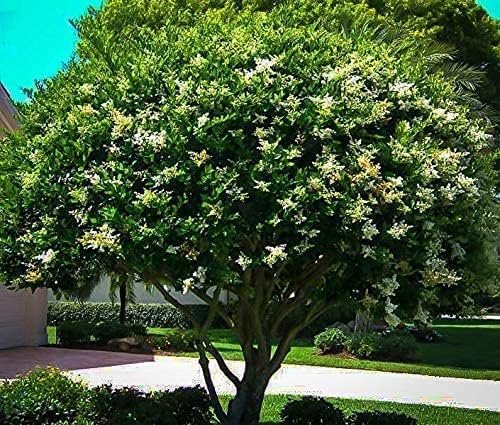 Ligustrum Waxleaf Privet | Gallon Size Plants | Blooming Evergreen Tree Privacy Hedge