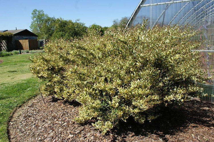 Ligustrum Japonicum Jack Frost Privet | Large Gallon Size Plant I Live Variegated, Fast-Growing, Evergreen Shrub for Stunning Ornamental Landscaping, Ideal for Privacy Hedges