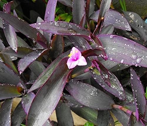 Purple Heart | Live Plants | Setcreasea Pallida Tradescantia | Blooming Wandering Vine Drought Tolerant Perennial Groundcover