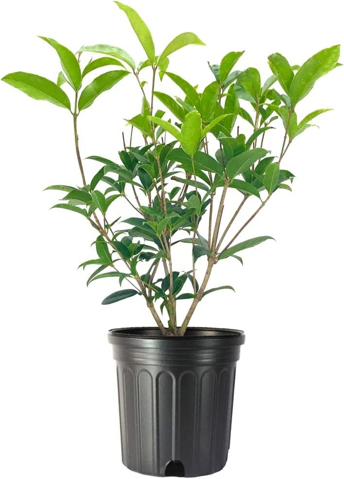 Fragrant Tea Olive Shrub | Live Gallon Size Plants | Osmanthus Fragrans