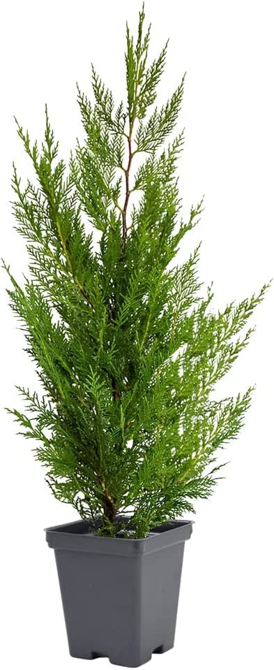 Murray Cypress Tree - Live Quart Size Trees - Cupressus x Leylandii - Upright Screening Evergreen Hedge Plant