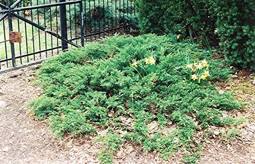 Green Sargent Juniper | Extra Large 3 Gallon Plants | Fast-Growing Evergreen for Landscaping, Privacy Screen, and Garden Borders - Hardy & Low-Maintenance (2 Plants)