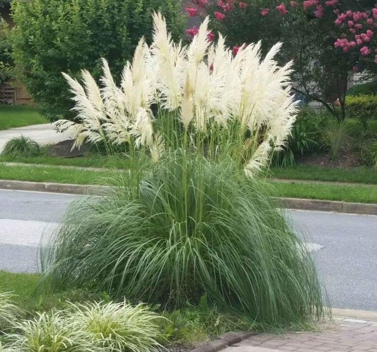 Pampas Grass Blue Bayou | Live Plants | Cortaderia Selloana | Dwarf Low Maintenance Drought Tolerant Ornamental Grass