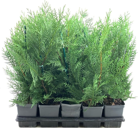 Murray Cypress Tree | Large Quart Size Containers | Cupressus x Leylandii | Live Upright Screening Evergreen Hedge Plant