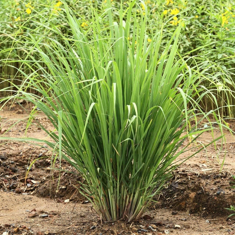 Lemongrass Plant | Live Plants | Cymbopogon Citratus | Low Maintenance