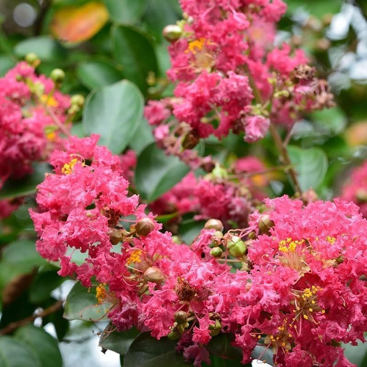 Crape Myrtle Pink Velour | Live Plants | Lush Magenta-Pink Blooms, Live Plant, Elegant Ornamental Shrub for Distinctive Garden Accents