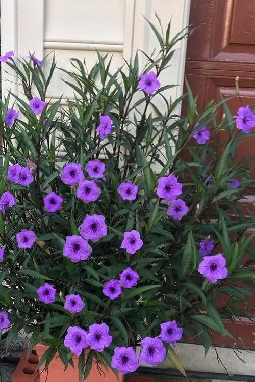 Mexican Petunia Purple I Large Gallon Size Plants I Ruellia Brittoniana | Live Vibrant Purple Flowers, Drought and Heat Tolerant, Ideal for Garden Borders and Container Planting (3 Plants)