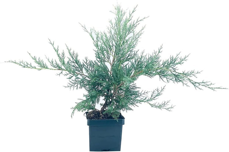 Juniper Angelica Blue - Live 4 Inch Pot - Juniperus Chinensis - Drought Tolerant Cold Hardy Evergreen Plants