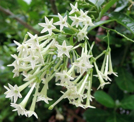 Night Blooming Jasmine I Live Plants I Cestrum Nocturnum | Fragrant White Flowers for Evening Garden Bliss, Perfect for Container Gardening, Easy to Grow (10 Plants)