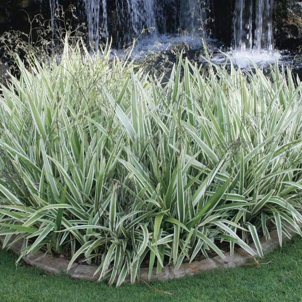 Variegated Flax Lily I Large Gallon Size Plants I Dianella Tasmanica I Live Striking Green and White Foliage, Drought-Resistant, Evergreen Perennial