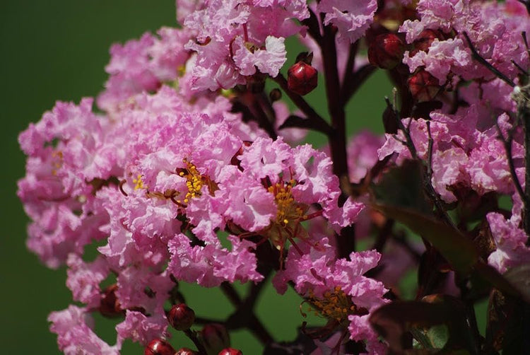 Crape Myrtle Rhapsody in Pink | Live Plants | Soft Pink Blooms, Live Plant, Elegant Ornamental Shrub for Graceful Garden Displays